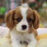 キャバリア・キングチャールズ・スパニエル　女の子　８月２９日生まれ　カラー：ブレンハイム