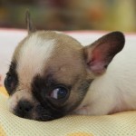 フレンチブルドック　男の子　８月２０日生まれ　カラー：パイド