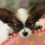 パピヨン　男の子　８月２４日生まれ　ホワイト＆セーブル