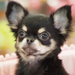 ロングコートチワワ　　ブラックタン＆ホワイト　女の子　９月１日生まれ