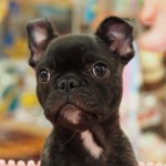 フレンチブルドック　１０月９日生まれ　男の子　毛色：ブリンドル