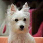 ウエストハイランド・ホワイトテリア　　１０月６日生まれ　男の子　毛色：ホワイト