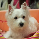 ウエストハイランド・ホワイトテリア　１０月６日生まれ　男の子　毛色：ホワイト