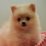 ポメラニアン　９月２０日生まれ　女の子　毛色：クリーム