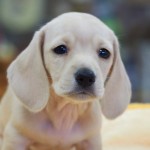 スムースヘアード　ミニチュアダックスフンド　男の子　毛色：ピュアクリーム   10月1日生まれ