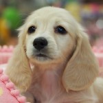 ロングヘアード　ミニチュアダックスフンド　女の子　毛色：ピュアクリーム   10月1日生まれ  