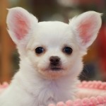 ロングコートチワワ　１０月２日生まれ　男の子　毛色：クリーム