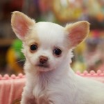 ロングコートチワワ　１０月２日生まれ　女の子　毛色：クリーム