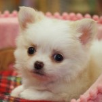 ロングコートチワワ　１０月3日生まれ　男の子　毛色：クリーム