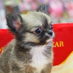 ロングコートチワワ　１０月１３日生まれ　男の子　毛色：フォーン