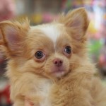 ロングコートチワワ　男の子　　１１月６日生まれ　イザベラホワイト