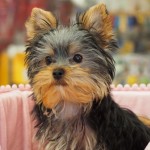 ヨークシャーテリア　男の子　１０月２４日生まれ　スチールブルー＆タン