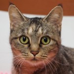 保護猫「あきな」ちゃん