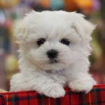 マルチーズ　男の子　毛色：ホワイト