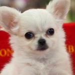 ロングコートチワワ　１０月２４日生まれ　女の子　毛色：クリーム