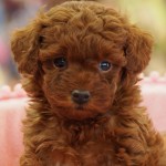 トイプードル　女の子　毛色：レッド