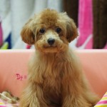 トイプードル　１１月１４日生まれ　女の子　レッド