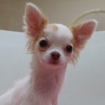 ロングコートチワワ　女の子　ホワイト＆チョコフォーン　２月２６日生まれ