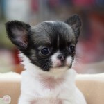 ロングコートチワワ　男の子　レッド＆ホワイト　３月６日生まれ