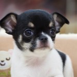スムースコートチワワ　男の子　ホワイト＆ブラック　３月６日生まれ