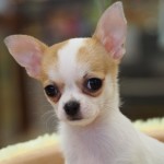 スムースコートチワワ　女の子　ホワイト＆レッド　２月２６日生まれ