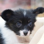 パピヨン　３月１３日生まれ　トライカラー