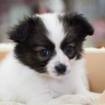 パピヨン　３月１３日生まれ　白茶　女の子