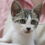 こねこ　男の子