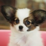 パピヨン　４月１８日生まれ　女の子　白茶