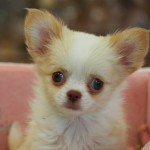 ロングコートチワワ　女の子　ホワイト＆クリーム　５月２４日生まれ