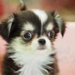 ロングコートチワワ　男の子　ブラック＆クリーム＆ホワイト　５月１８日生まれ