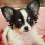 ロングコートチワワ　男の子　ホワイト＆ブラックタン　５月１９日生まれ　