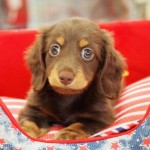 ミニチュアダックスフンド　男の子　毛色：チョコレート＆タン