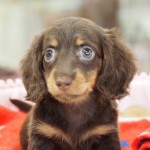 ミニチュアダックスフンド　毛色：チョコレート＆タン　７月２１日生まれ　女の子