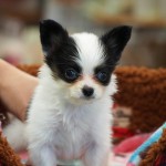 パピヨン　女の子　９月７日生まれ　毛色：クラシックトライ　両親チャンピオン犬