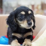 ミニチュアダックスフンド　男の子　毛色：ブラック＆タン