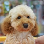 トイプードル　１０月３０日生まれ　毛色　アプリコット　男の子