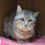 保護猫　まさお