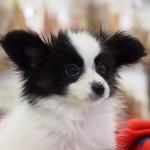 パピヨン　９月１８日生まれ　男の子　毛色：ホワイト＆ブラック