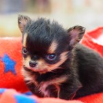 ロングコートチワワ　男の子　１０月２０日生まれ　ブラック＆タン