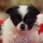 ロングコートチワワ　女の子　１０月２０日生まれ　ホワイト＆ブラック・タン