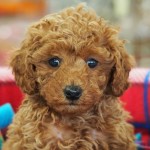 トイプードル　１０月３０日生まれ　毛色　レッド　男の子