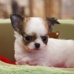 ロングコートチワワ　１２月２３日生まれ　男の子　白茶パーティカラー