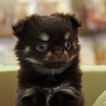 ロングコートチワワ　女の子　１２月１８日生まれ　チョコレート＆タン