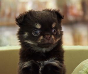 P2122871-e1423715214621