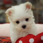 マルチーズ　男の子　１月４日生まれ　毛色　ホワイト