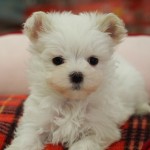 マルチーズ　男の子　１月４日生まれ　毛色　ホワイト