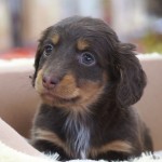 ミニチュア・ダックスフンド　男の子　１月２３日生まれ　毛色　チョコレート＆タン