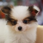 パピヨン　１月３０日生まれ　男の子　毛色　ホワイト＆レッド