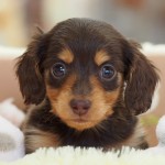 ミニチュア・ダックスフンド　女の子　１月２３日生まれ　毛色：チョコレート＆タン
